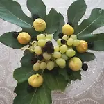 Nada Корнич